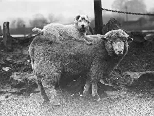 Sealyham Riding a Sheep