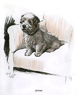 Sealyham terrier sitting in an armchair Sealyham terrier sitting in an armchair