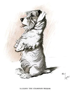 Sealyham terrier sitting up and begging Sealyham terrier sitting up and begging
