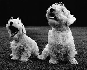 Two Sealyham terriers, one of them yawning Two Sealyham terriers, one of them yawning