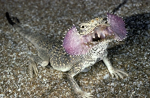 Secret Toad-Headed Agama - dispays being disturbed Secret Toad-Headed Agama - dispays being disturbed