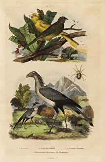 Secretary bird, Sagittarius serpentarius Secretary bird, Sagittarius serpentarius