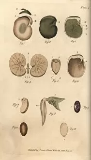 Seeds and their parts: garden bean 1-5, fig