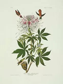 Crest Gallery: Selasphorus rufus, rufous hummingbird