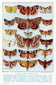 Order Collection: A selection of common British Moths