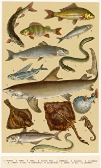 S Gallery: Salmon Shark Collection