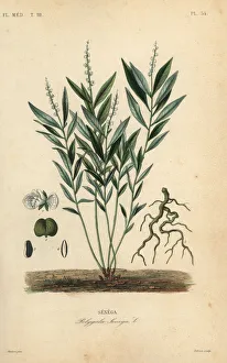 Seneca snakeroot or rattlesnake root, Polygala senega Seneca snakeroot or rattlesnake root, Polygala senega