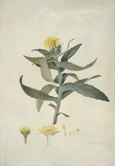 Senecio pseudoarnica Less., seaside ragwort Senecio pseudoarnica Less., seaside ragwort