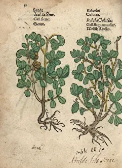 Senna, Senna alexandrina, and bladder senna Senna, Senna alexandrina, and bladder senna