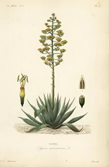 Flore Collection: Sentry plant or American aloe, Agave americana