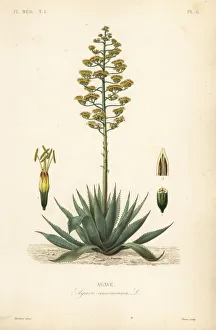 Sentry plant or American aloe, Agave americana Sentry plant or American aloe, Agave americana