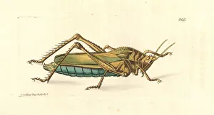 Serrate lubber grasshopper, Prionolopha serrata Serrate lubber grasshopper, Prionolopha serrata