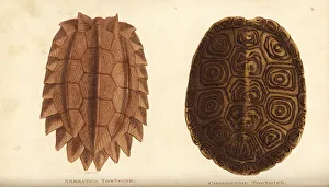 Serrated tortoise and diamondback terrapin Serrated tortoise and diamondback terrapin
