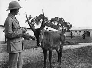Settler with tame waterbuck, East Africa Settler with tame waterbuck, East Africa