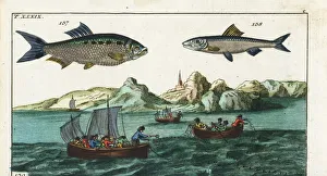 Shad, anchovy, and fishermen fishing with nets Shad, anchovy, and fishermen fishing with nets