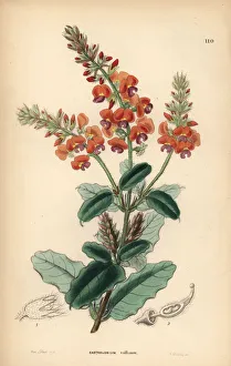 Shaggy gastrolobe or crinkle-leaved poison Shaggy gastrolobe or crinkle-leaved poison