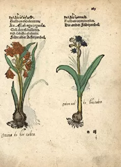 Allium Gallery: Shallots, Allium cepa, and grape hyacinth, Muscari racemosum