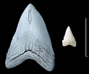 Lamniformes Gallery: Sharks teeth