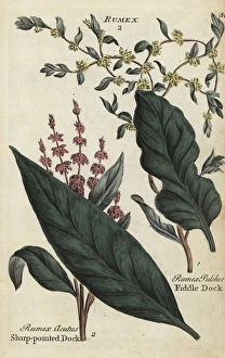 Sharp pointed dock, Rumex acutus, and fiddle Sharp pointed dock, Rumex acutus, and fiddle