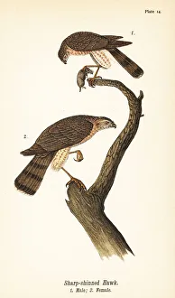 Sharp-shinned hawk, Accipiter striatus Sharp-shinned hawk, Accipiter striatus
