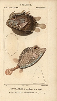 Shaws cowfish, Arcana aurita, and triangular Shaws cowfish, Arcana aurita, and triangular