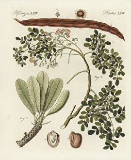 Shea butter tree, Vitellaria paradoxa Shea butter tree, Vitellaria paradoxa