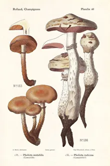 Sheathed woodtuft and rooting poison pie Sheathed woodtuft and rooting poison pie