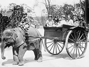 Detroit Gallery: Sheba the elephant pulling children in a cart at Detroit Zoo