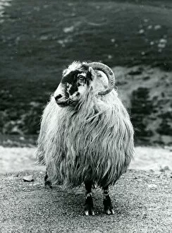Wool Gallery: Sheep with curved horns and thick woolly coat