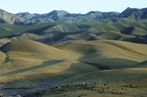 Sheep graze on scarcely grassed slopes - foothills Sheep graze on scarcely grassed slopes - foothills