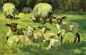 Sheep & lambs