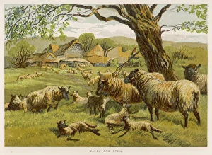 <b class=qtipBold><figcaption>Sheep in Meadow 1862</figcaption></b><br>Sheep and lambs in a meadow on a spring day, to illustrate the months of March and April.<br><em>© Mary Evans Picture Library</em> Sheep in Meadow 1862
