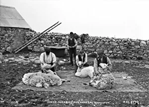 Sheep Gallery: Sheep Shearing for Donegal Homespun