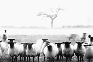 Sheep in Staffordshire Sheep in Staffordshire