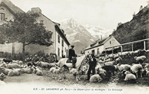 Sheep in the street/village at Gavarnie, France Sheep in the street/village at Gavarnie, France