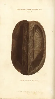 Shell of the Eastern mud turtle, Kinosternon subrubrum Shell of the Eastern mud turtle, Kinosternon subrubrum