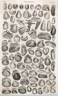 Bivalve Mollusks Prints: Shells and Bivalves