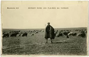 Macedonia Gallery: Shepherd on the Plains of Vardar, Macedonia - WW1 era
