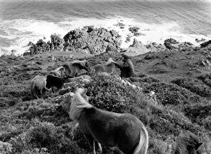 Shetland ponies at The Lizard, Cornwall Shetland ponies at The Lizard, Cornwall