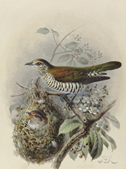 Shining Cuckoo (adult & young in Warbler nest) Shining Cuckoo (adult & young in Warbler nest)