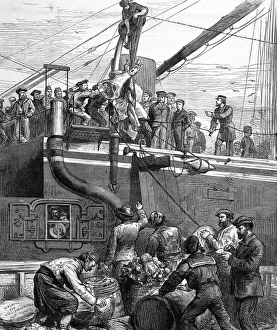 Shipping Beef on Board HMS Alexandra, 1878 Shipping Beef on Board HMS Alexandra, 1878
