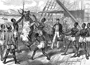 Shipping bullocks to Cape Coast Castle, 1874 Shipping bullocks to Cape Coast Castle, 1874