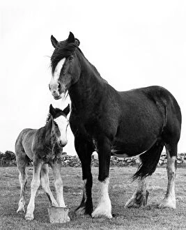 Shire Gallery: Shire horse and foal, Trewey Farm, Zennor, Cornwall