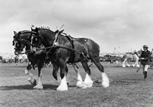 Two shire horses at the Royal Cornwall Show Two shire horses at the Royal Cornwall Show