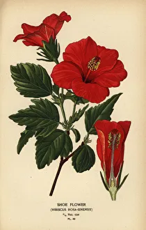 Shoe flower or China rose, Hibiscus rosa-sinensis Shoe flower or China rose, Hibiscus rosa-sinensis