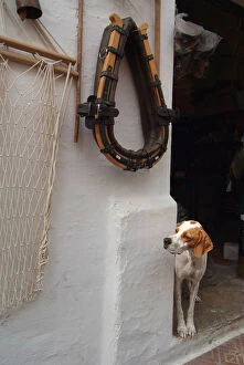 Related Images Gallery: Shopkeepers dog looks out of the doorway, Mahon, Menorca
