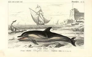 Short-beaked common dolphin, Delphinus delphis