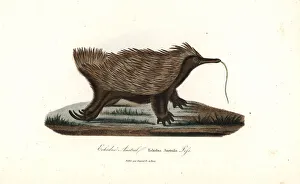 Short-beaked echidna, Tachyglossus aculeatus Short-beaked echidna, Tachyglossus aculeatus