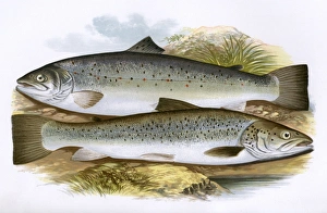 Short-Headed Salmon and Silvery Salmon Short-Headed Salmon and Silvery Salmon