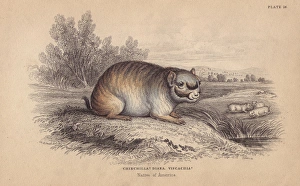 Short-tailed chinchilla, Chinchilla chinchilla Short-tailed chinchilla, Chinchilla chinchilla